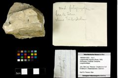 Foto (Objekt + Etiketten) von Longodromites angustus (Reuss, 1858) 